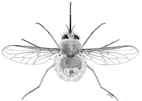 Das Insekt Ombylius Venosus